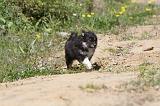 CHIEN FINNOIS DE LAPONIE 045